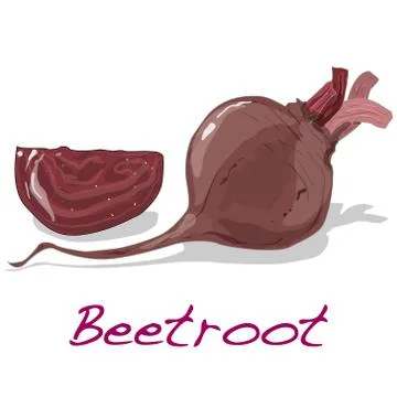 Fresh beetroot. Vector. 스톡 일러스트