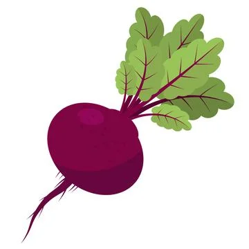 Fresh Beetroot Vegetable with Green Leaves on White Background Stock Illustration