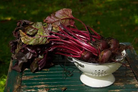 Fresh Beetroot in a white colander Stock Photos