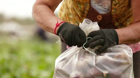 Fresh Beets Stock-Footage 22278429