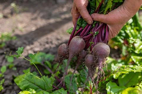 Fresh Beets Pulled from Garden Soil. Close-up of hands holding freshly harvested Stock Photos