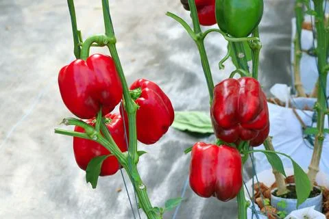 Fresh bell pepper on the tree Stock Photos