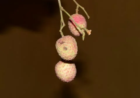 Fresh bengali lychee. Stock Photos