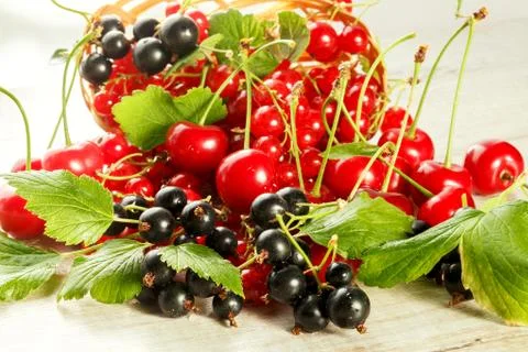 Fresh berries of cherry, red currant and black currant 스톡 사진
