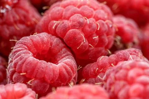 Fresh berries of pink raspberry Stock Photos