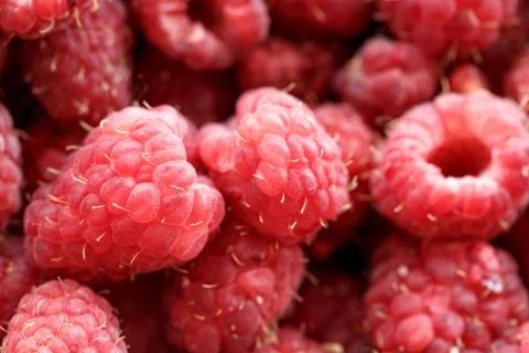 Fresh berries of pink raspberry Stock Photos