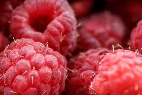 Fresh berries of pink raspberry Stock Photos