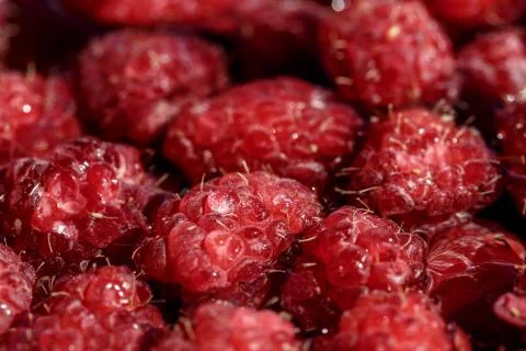 Fresh berries of pink raspberry Stock Photos
