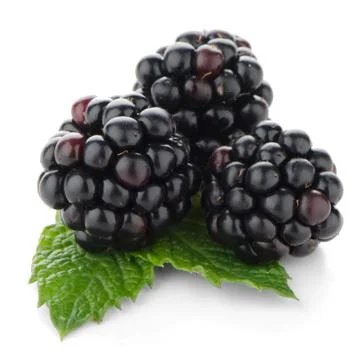 Fresh berry blackberry Stock Photos