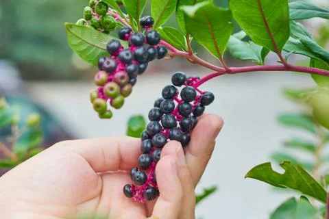 Fresh berry blueberries Stock-Fotos