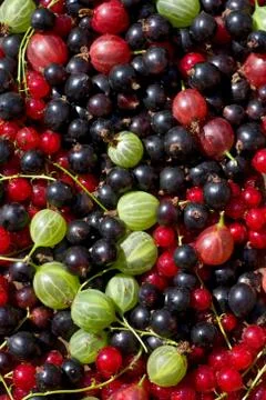 Fresh berrys Stock Photos