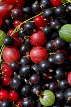 Fresh berrys Foto stock
