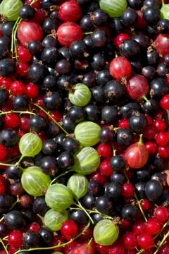 Fresh berrys Stock Photos