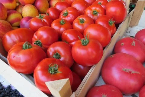 Fresh big red tomatoes Stock Photos