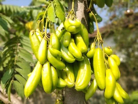 Fresh Bilimbi Fruit Cluster on Tree Branch in Tropical Garden Close-Up Stock Photos