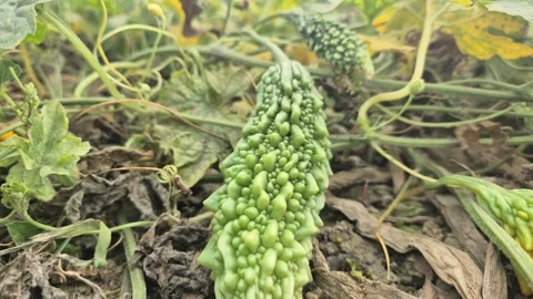 Fresh Bitter Gourd Growing On Crawling Vine Over Field Soil Stock Footage 337660951