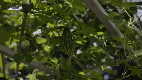 Fresh Bitter Melon Growing On The Vine Stock Footage 335514181