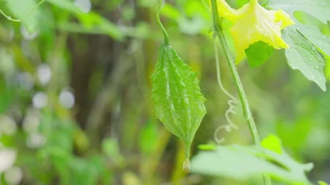 Fresh bitter melon grown in a small garden Stock Footage 319728793