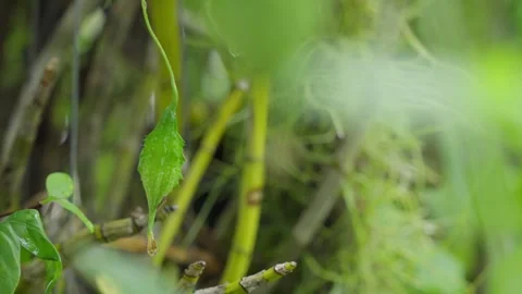Fresh bitter melon grown in a small garden Stock Footage 319728808