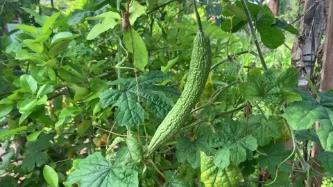 Fresh Bitter melon hanging on the tree in the garden. Vegetable farm Stock Footage 294186542