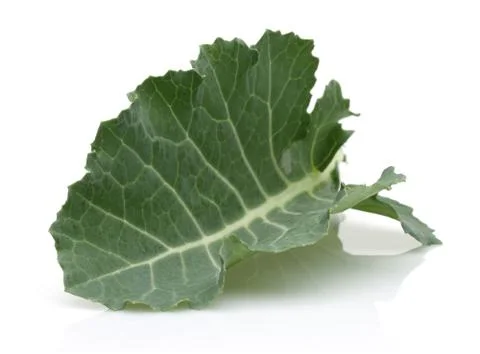 Fresh black cabbage leaf Stock Photos