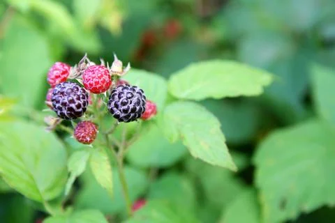 Fresh black cap raspberry fruit growing on the bush Stock Photos