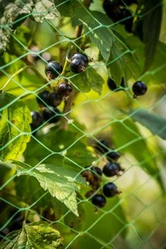Fresh black currant a protected network Stock Photos