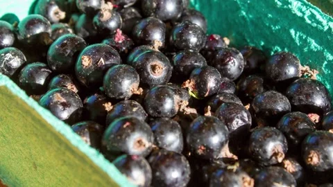 Fresh black currants in a container. Black currants, harvest, animation Stock Footage 341591279