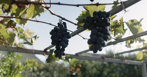 Fresh black grape clusters hanging from a vineyard vine with green leaves Stock Footage 346485638