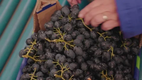 Fresh Black Grapes Packed in Box at Fruit Processing Plant Stock Footage 328705934