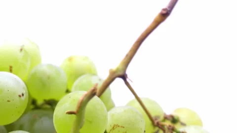 Fresh black grapes rotating on white background Stock Footage 345340088