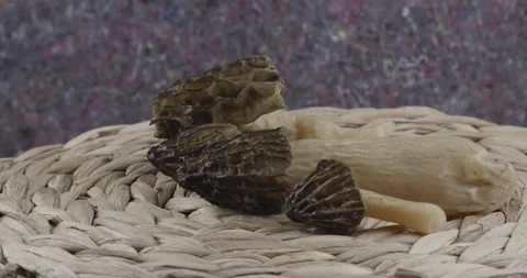Fresh black morels closeup rotating Stock Footage 157385463