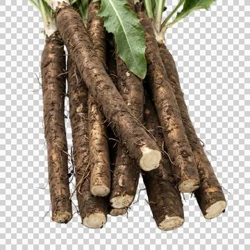 Fresh black salsify root vegetables with green leaves isolated on transparent Фото