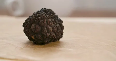 Fresh Black Truffle Mushroom Stock Footage 142313149