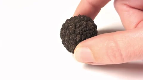 A fresh black truffle put on the white surface by a hand. Stock Footage 292232341