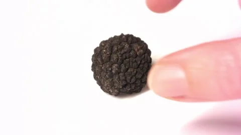 A fresh black truffle removed by a hand. Video stock 292232289