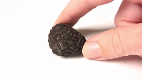 A fresh black truffle is twisting on the white surface by a hand. Stock Footage 292232322