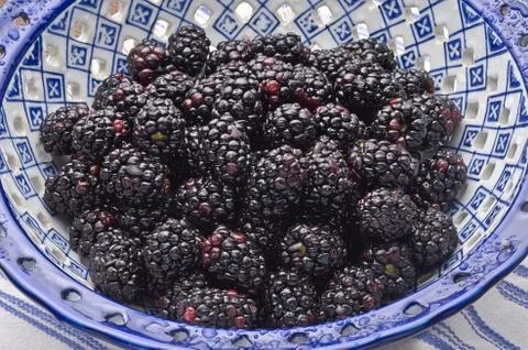 Fresh Blackberries in Blue Bowl Stock Photos
