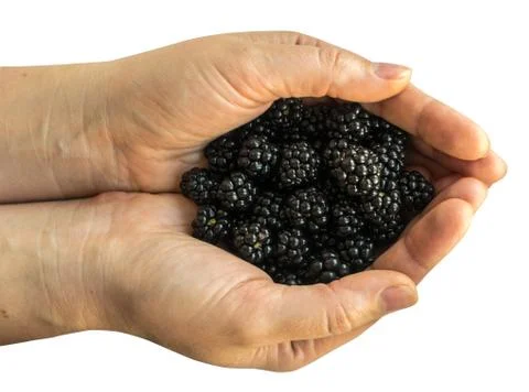 Fresh blackberries isolated Stock Photos