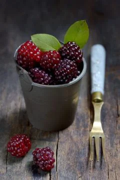 Fresh blackberries Stock Photos