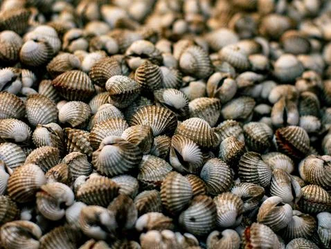 Fresh Blood Cockle Shells Piled Together Close Up Seafood Market Texture Stock-Fotos