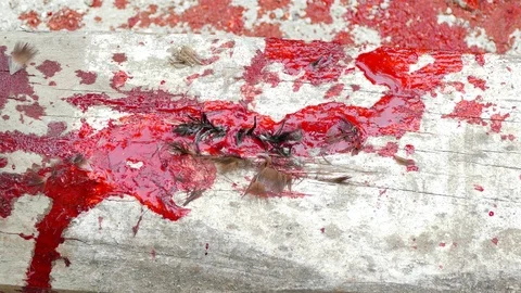 Fresh blood mixed with mud Stock Footage 123585642