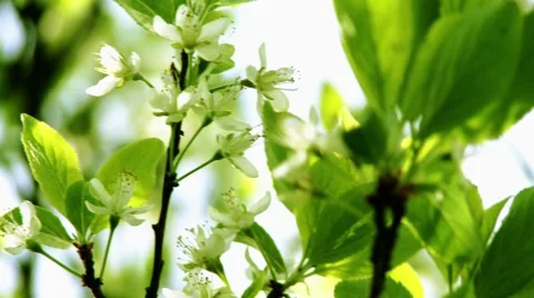 Fresh bloom Stockbeeldmateriaal 904730