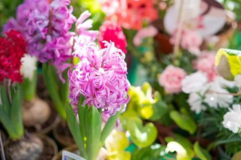 Fresh blooming hyacinths for sale at a flower market or gardening store Stock Photos