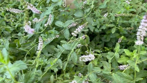 Fresh Blooming Mint Herb Garden Close-Up Stock Footage 345306523
