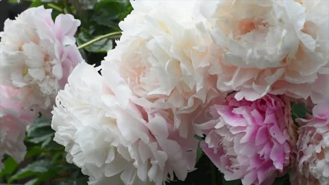 Fresh blooming peonies swing in the wind in the garden Stock Footage 133639031