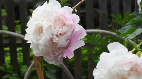 Fresh blooming peonies swing in the wind in the garden Stock Footage 133657197