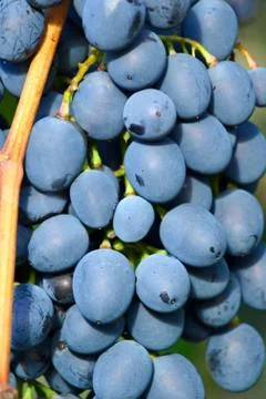 Fresh blue appetizing grape. Stock Photos
