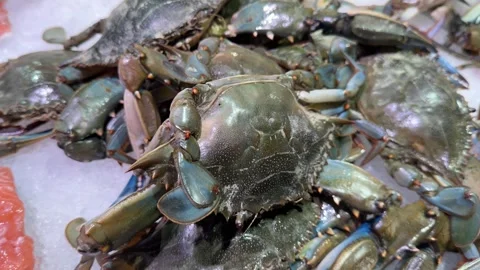 Fresh Blue Crabs on Ice at Seafood Market Stock Footage 345932053