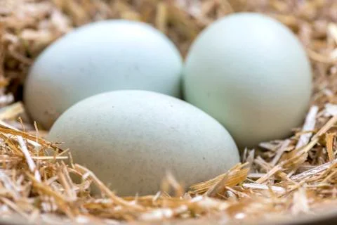 Fresh blue eggs Stock Photos